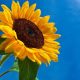 A flor do Girassol é símbolo do Cristão e da Ressurreição. Buscamos a vida, a Luz, nos movemos, nos convertemos para Cristo! Girassol com sementes, caule e de cor amarela sempre se volta para o sol para receber a energia solar e assim viver!!!