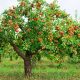 Um pé de macieira, com frutas bonitas e saudáveis. Tema do 26º ENCREPAS